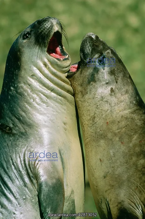 : Southern Elephant Seal - Young bulls sparring : Southern Elephant Seal - Young bulls sparring