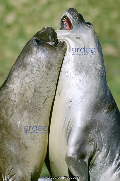 : Southern Elephant Seal - two young bulls sparring, facing : Southern Elephant Seal - two young bulls sparring, facing