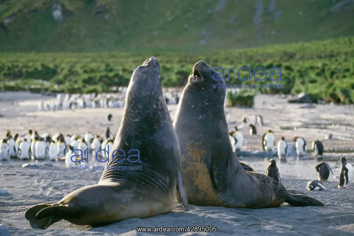 : Southern Elephant Seal - young male play fighting : Southern Elephant Seal - young male play fighting