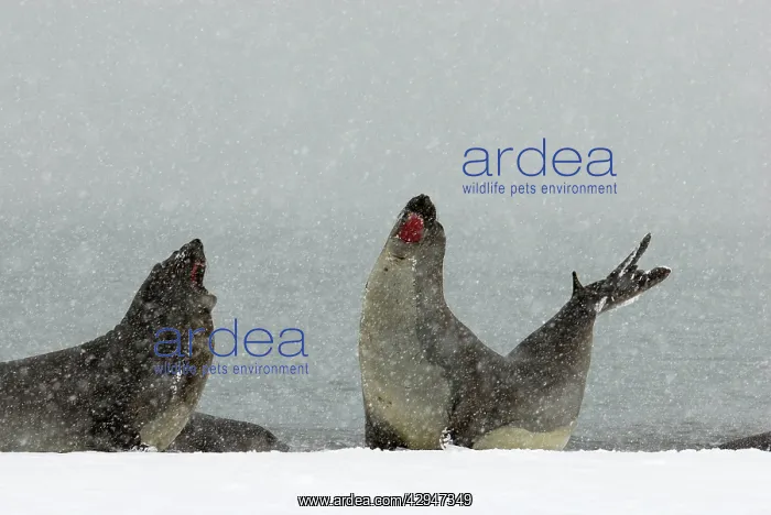 : Southern Elephant Seal - young males fighting in blizzard : Southern Elephant Seal - young males fighting in blizzard