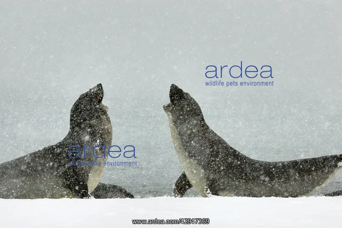 : Southern Elephant Seal - young males fighting in blizzard : Southern Elephant Seal - young males fighting in blizzard