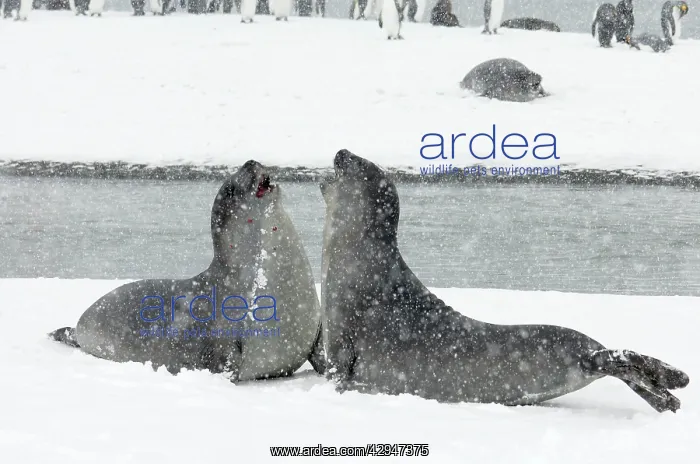 : Southern Elephant Seal - young males fighting in blizzard : Southern Elephant Seal - young males fighting in blizzard
