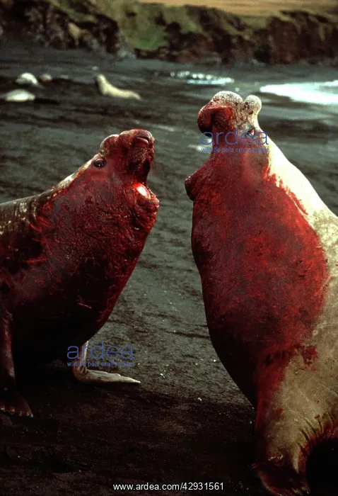: Southern Elephant Seals - 2 male bulls fighting : Southern Elephant Seals - 2 male bulls fighting