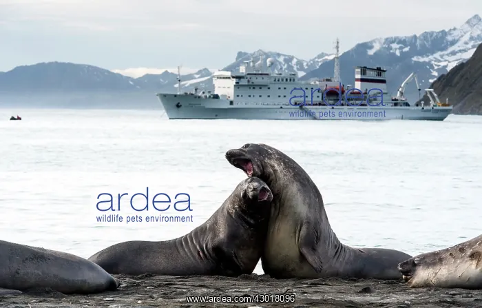 : Southern Elephant Seals fighting on beach with expedition : Southern Elephant Seals fighting on beach with expedition