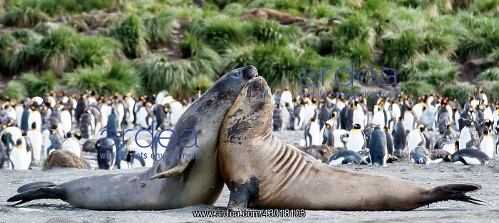 : Southern Elephant Seals fighting on beach with King : Southern Elephant Seals fighting on beach with King