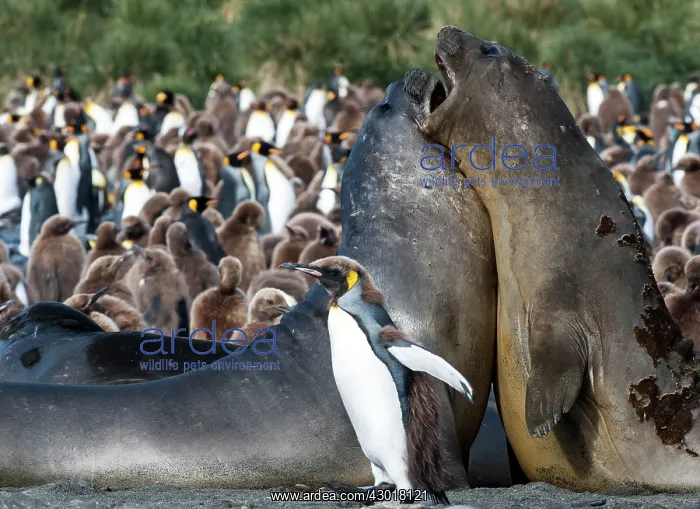 : Southern Elephant Seals fighting on beach with King : Southern Elephant Seals fighting on beach with King