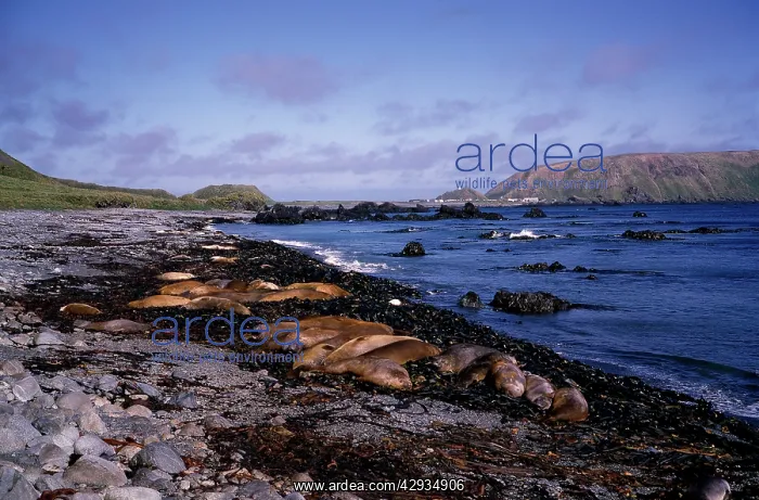 : Southern elephant seals - lying on beach with North : Southern elephant seals - lying on beach with North