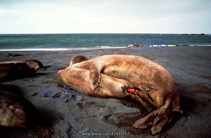 : Southern Elephant Seals - mating : Southern Elephant Seals - mating