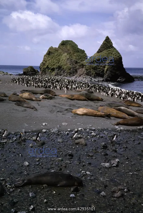 : Southern elephant seals (Mirounga leonina) and : Southern elephant seals (Mirounga leonina) and