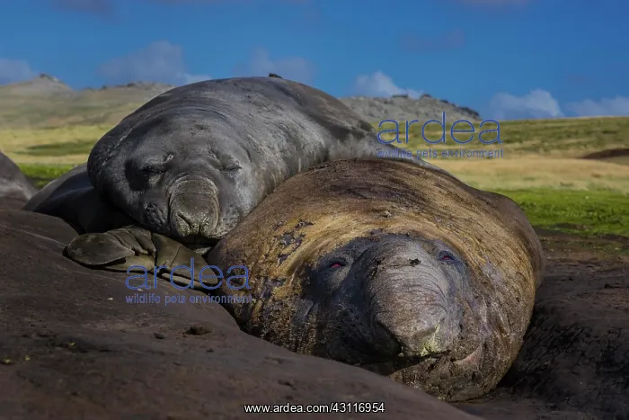 : Southern elephant seals (Mirounga leonina), Carcass : Southern elephant seals (Mirounga leonina), Carcass