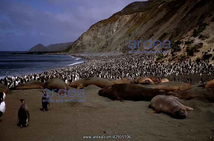 : Southern elephant seals (Mirounga leonina) on beach.with : Southern elephant seals (Mirounga leonina) on beach.with