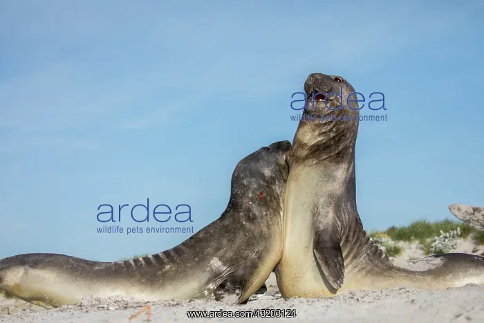 : Southern Elephant Seals - Play Fighting - Falkland : Southern Elephant Seals - Play Fighting - Falkland