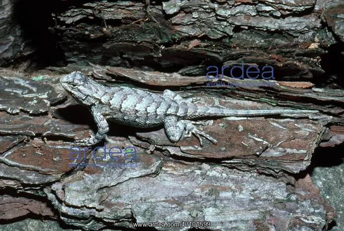 : Southern Fence Lizard : Southern Fence Lizard
