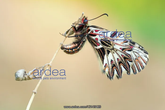 : Southern Festoon : Southern Festoon