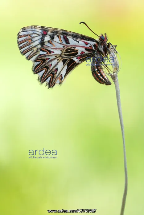 : Southern Festoon : Southern Festoon