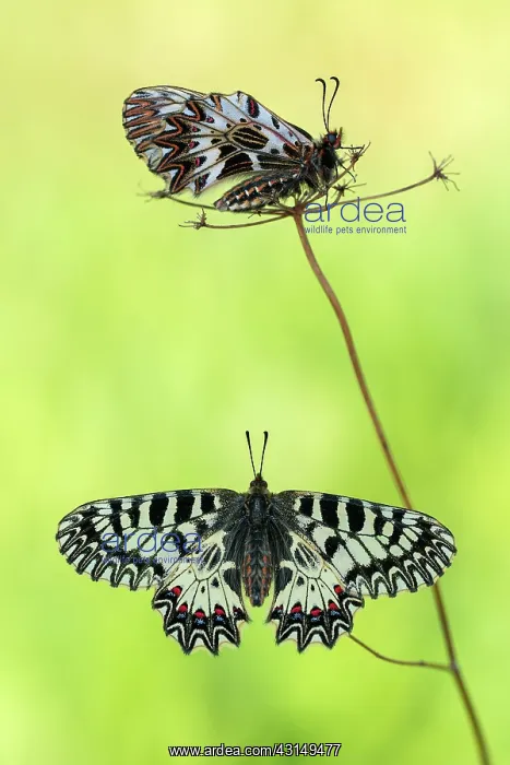 : Southern Festoon : Southern Festoon