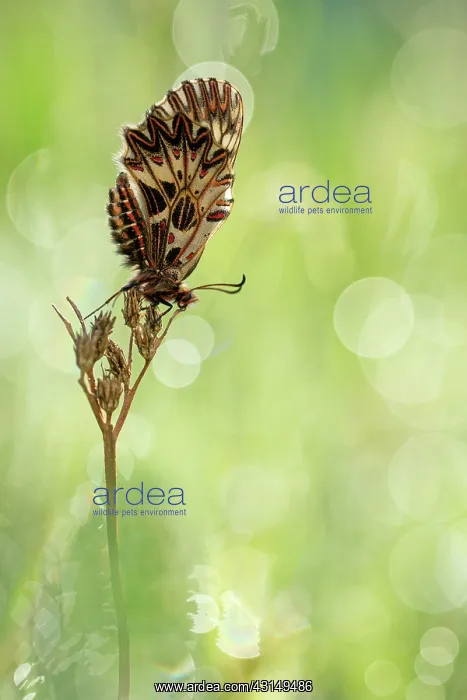 : Southern Festoon : Southern Festoon