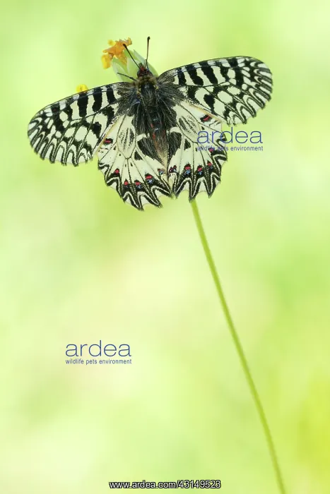 : Southern Festoon : Southern Festoon