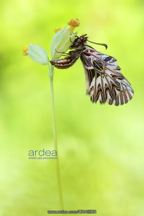 : Southern Festoon : Southern Festoon