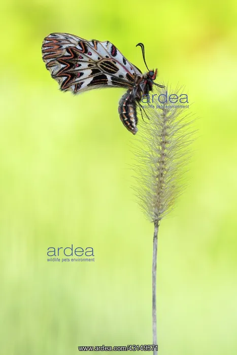 : Southern Festoon : Southern Festoon