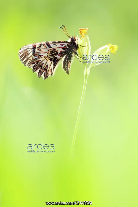 : Southern Festoon : Southern Festoon