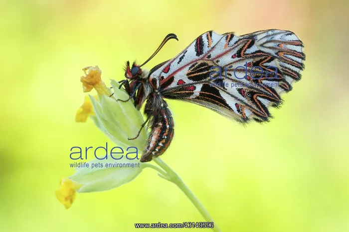 : Southern Festoon : Southern Festoon
