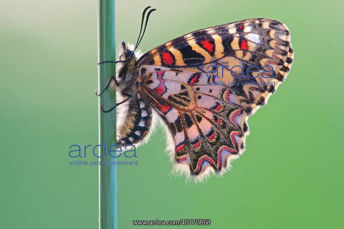 : Southern Festoon : Southern Festoon