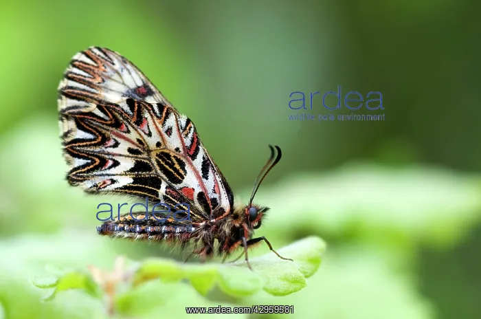 : Southern Festoon Butterfly : Southern Festoon Butterfly