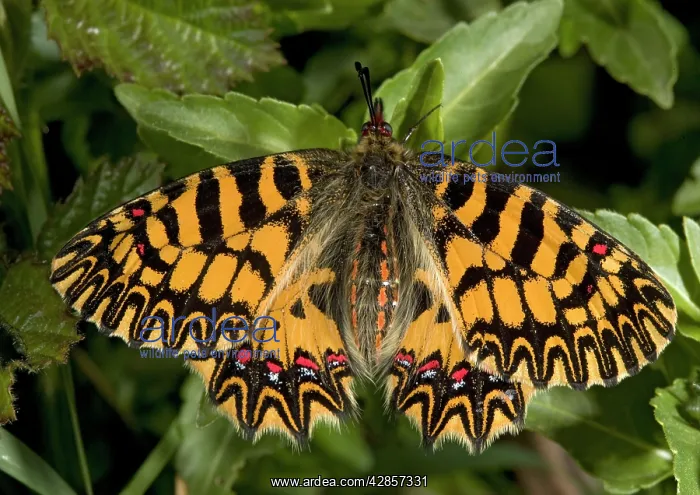 : Southern festoon butterfly, in its darker orange : Southern festoon butterfly, in its darker orange