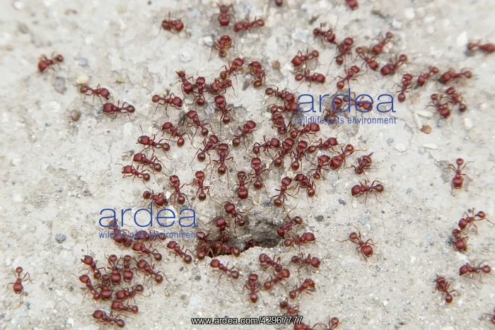 : Southern Fire Ants - at nest hole : Southern Fire Ants - at nest hole