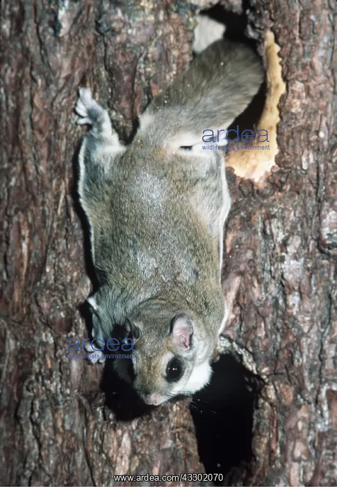 : SOUTHERN FLYING SQUIRREL - descending tree : SOUTHERN FLYING SQUIRREL - descending tree