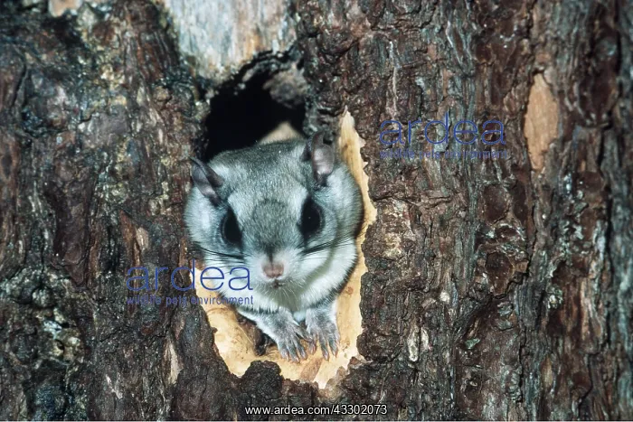 : SOUTHERN FLYING SQUIRREL - Nesting, in tree cavity : SOUTHERN FLYING SQUIRREL - Nesting, in tree cavity