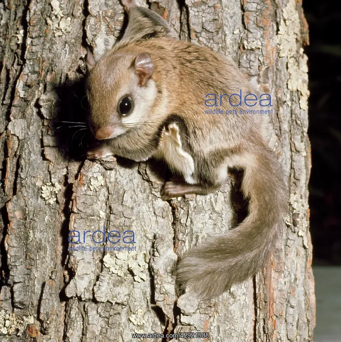 : SOUTHERN FLYING SQUIRREL - on tree : SOUTHERN FLYING SQUIRREL - on tree