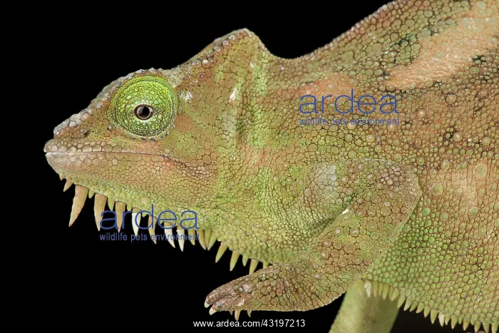 : Southern four-horned chameleon (Trioceros quadricornis : Southern four-horned chameleon (Trioceros quadricornis