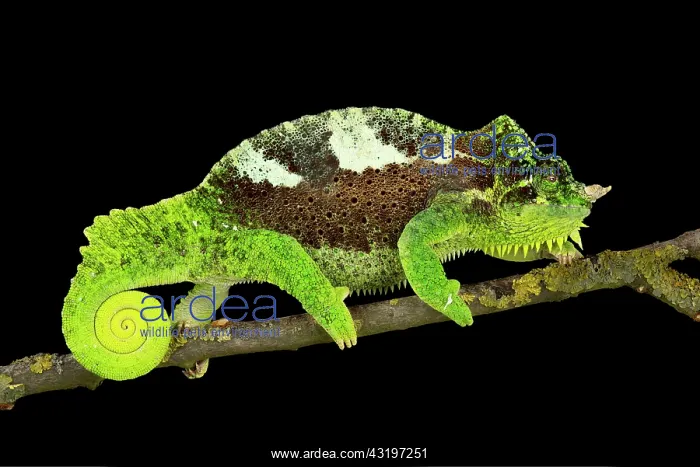  : Southern four-horned chameleon (Trioceros quadricornis