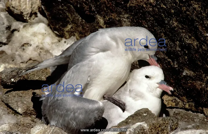 : Southern Fulmar - pair mating : Southern Fulmar - pair mating