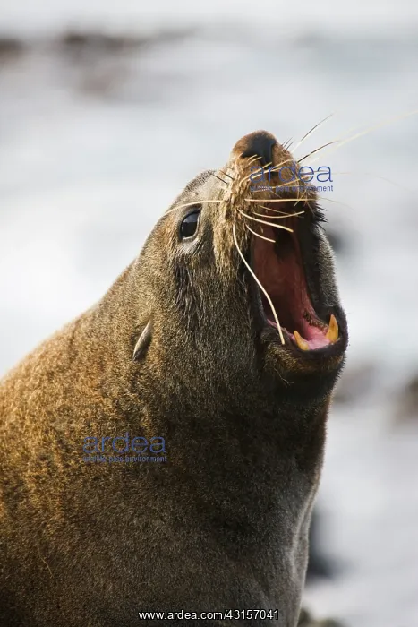 : Southern Fur Seal : Southern Fur Seal