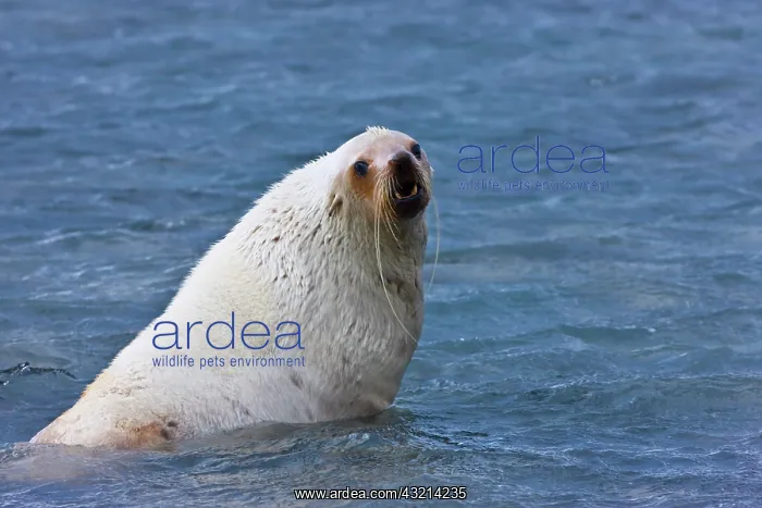 : Southern Fur Seal (Arctocephalus forsteri) : Southern Fur Seal (Arctocephalus forsteri)