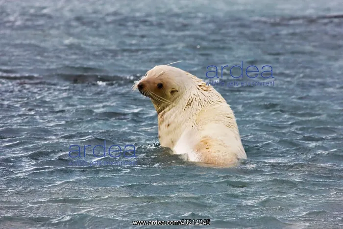  : Southern Fur Seal (Arctocephalus forsteri)