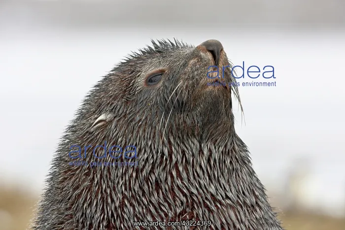 : Southern Fur Seal (Arctocephalus forsteri) : Southern Fur Seal (Arctocephalus forsteri)
