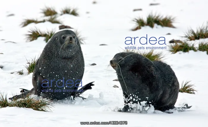 : Southern Fur Seal (Arctocephalus forsteri) : Southern Fur Seal (Arctocephalus forsteri)