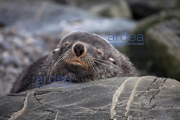 : Southern Fur Seal (Arctocephalus forsteri) : Southern Fur Seal (Arctocephalus forsteri)
