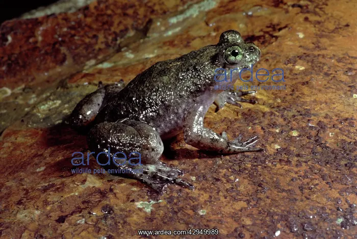 : Southern gastric brooding (Platypus) frog - IUCN : Southern gastric brooding (Platypus) frog - IUCN
