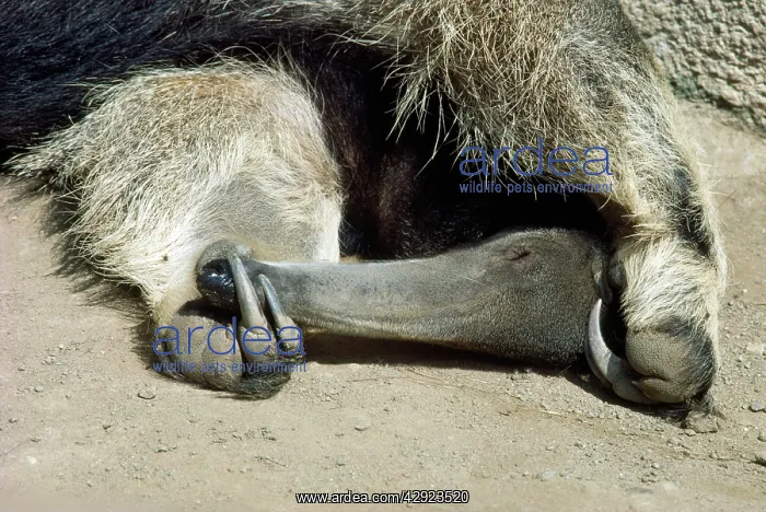 : Southern Giant Anteater : Southern Giant Anteater