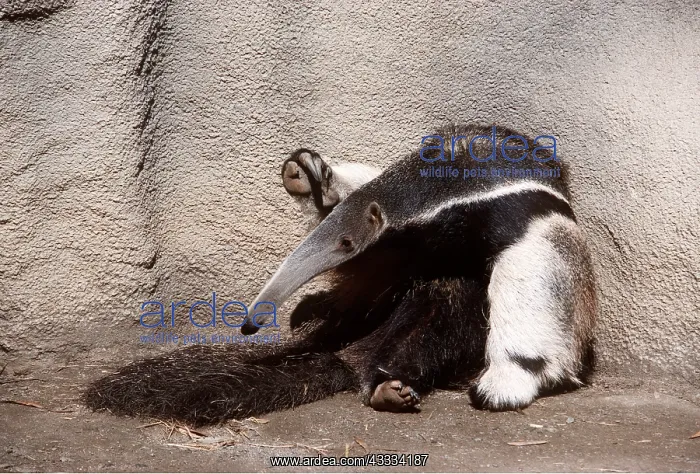 : Southern Giant Anteater : Southern Giant Anteater