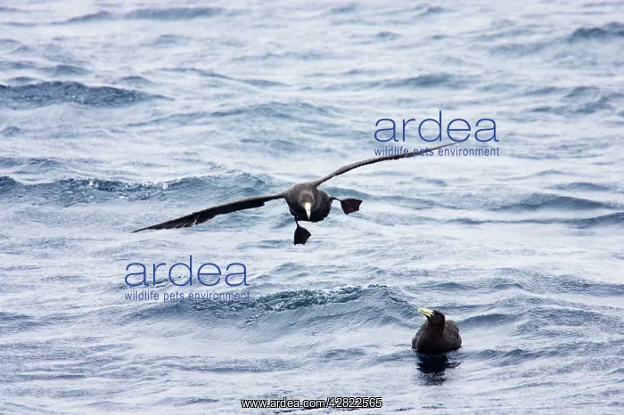 : Southern Giant Petrel - 1st stage juvenile coming : Southern Giant Petrel - 1st stage juvenile coming
