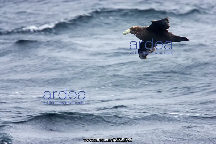 : Southern Giant Petrel - 1st stage juvenile in flight : Southern Giant Petrel - 1st stage juvenile in flight