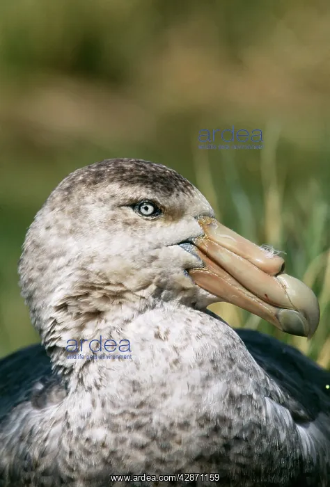: Southern Giant Petrel : Southern Giant Petrel