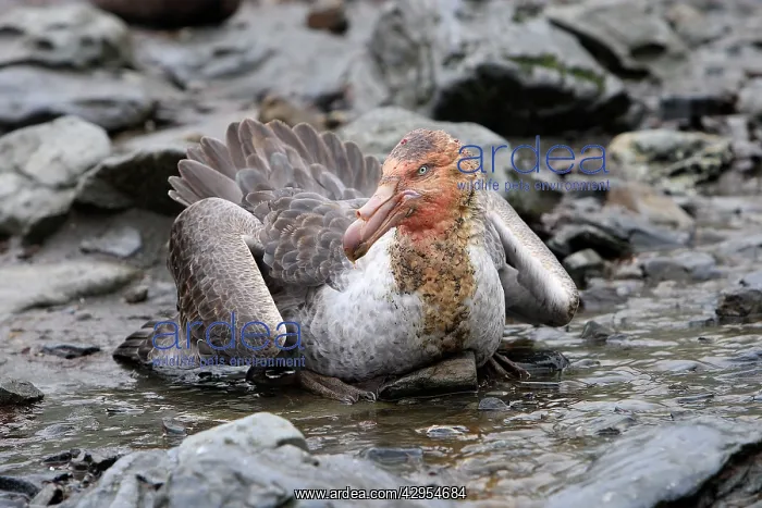 : Southern Giant-Petrel : Southern Giant-Petrel