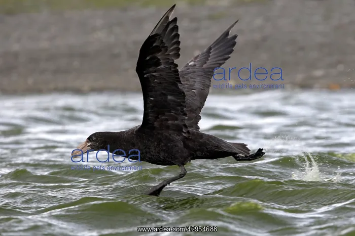: Southern Giant-Petrel : Southern Giant-Petrel